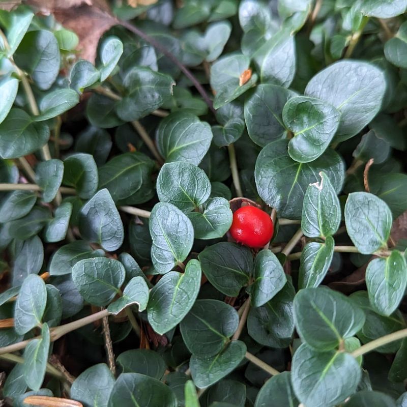 Partridgeberry