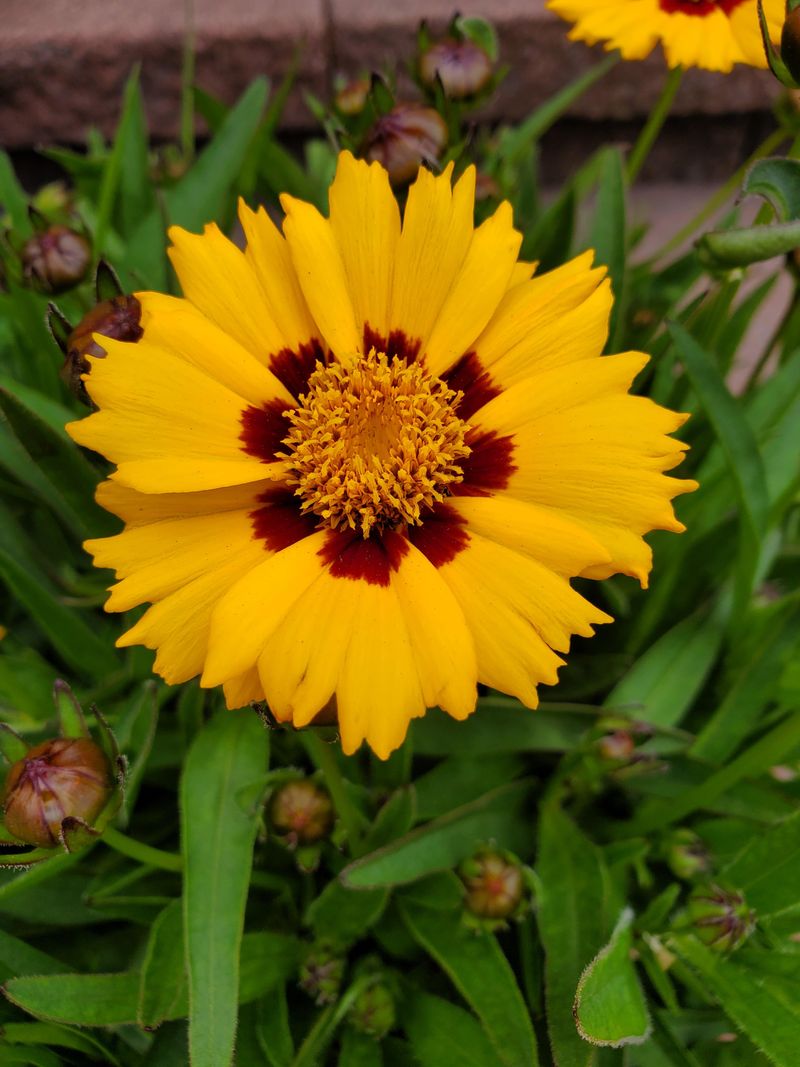 Coreopsis