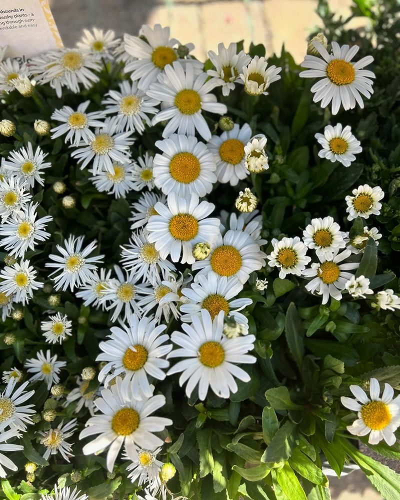 Shasta Daisy