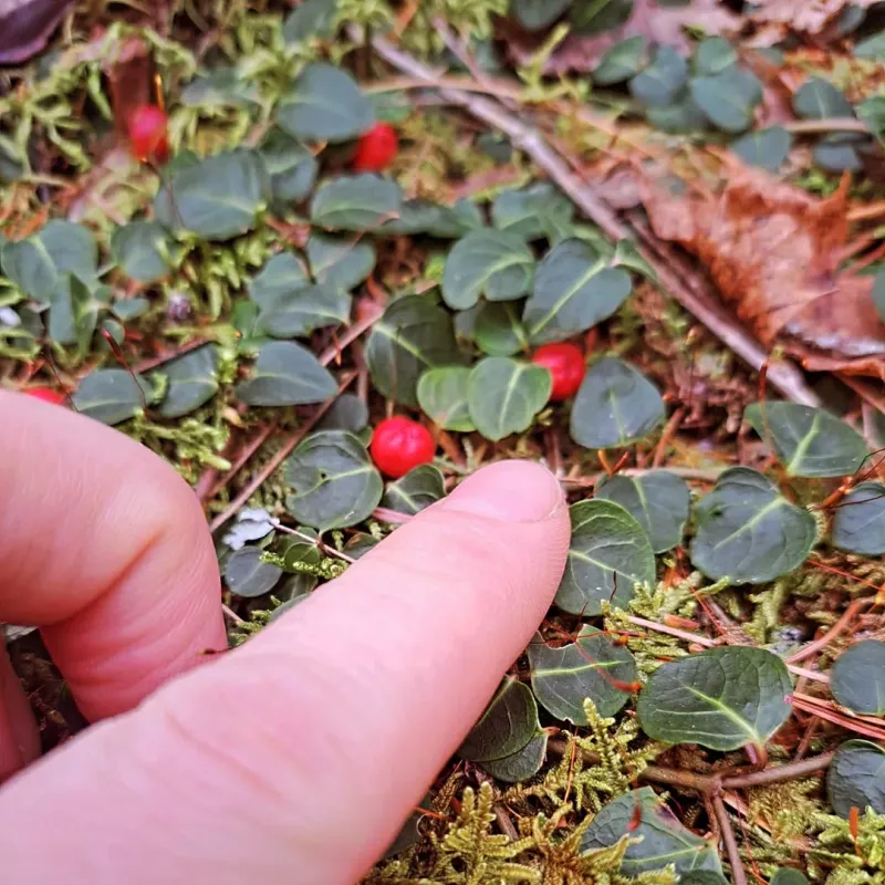 Partridgeberry