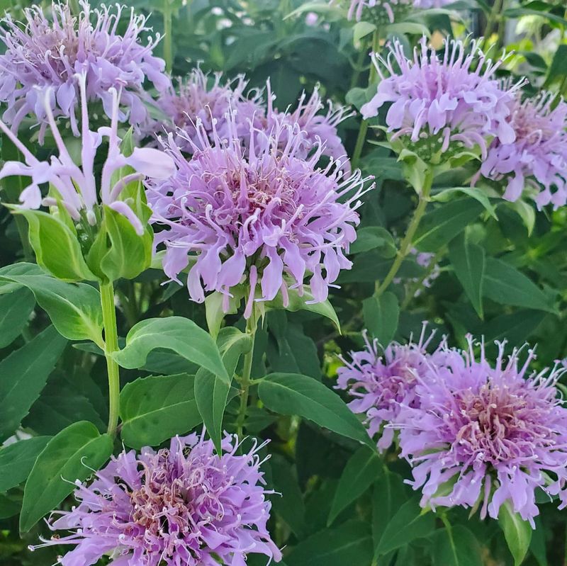 Bee Balm (Monarda)