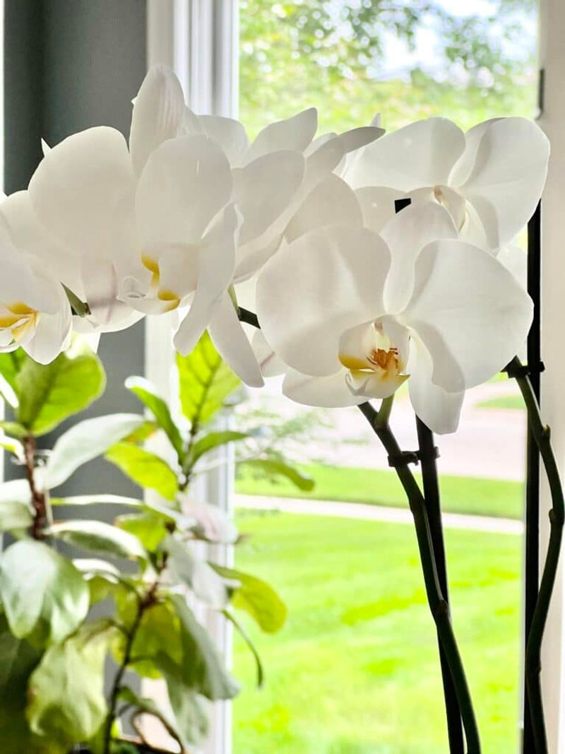 Orchids