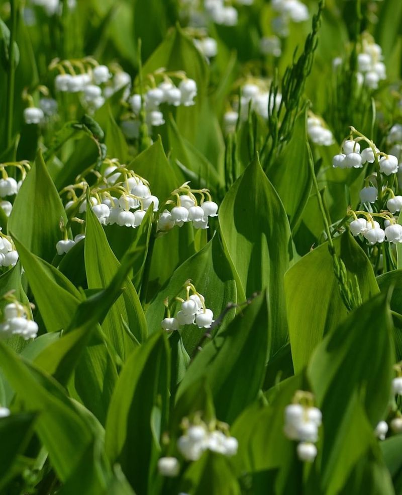 Lily of the Valley