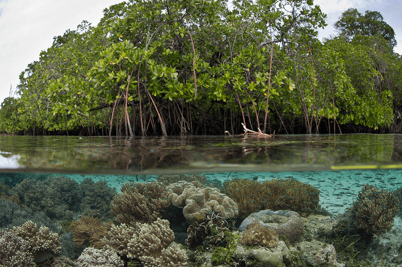 Protect Natural Habitats