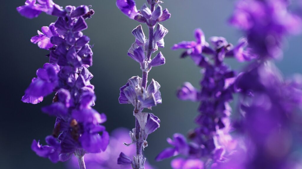 Lavender