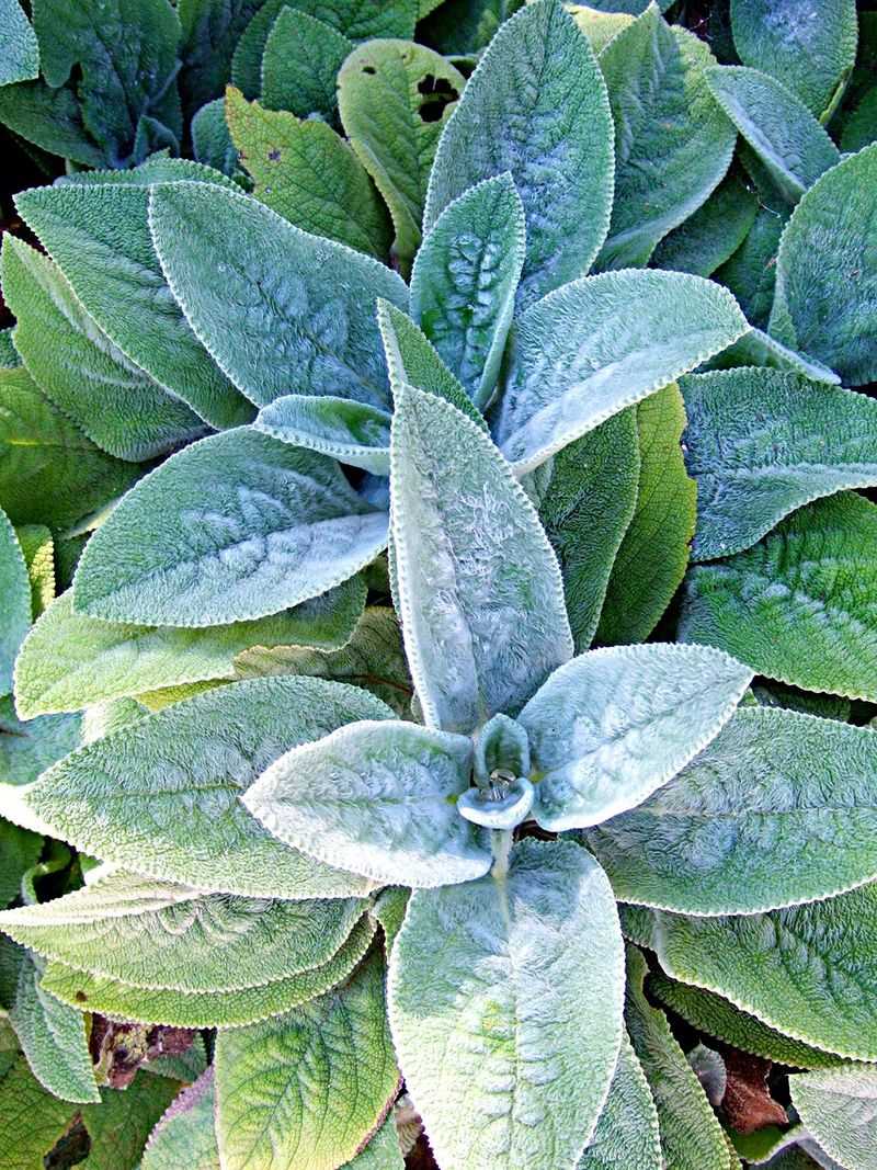 Lamb's Ear