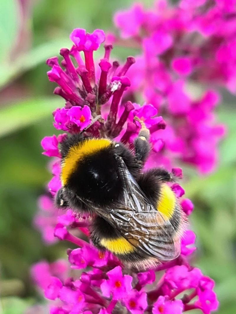 Bumblebee Boudoir