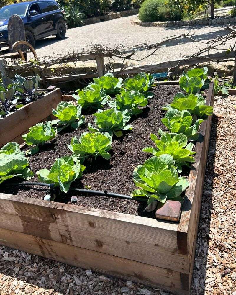 Pallet Garden Beds