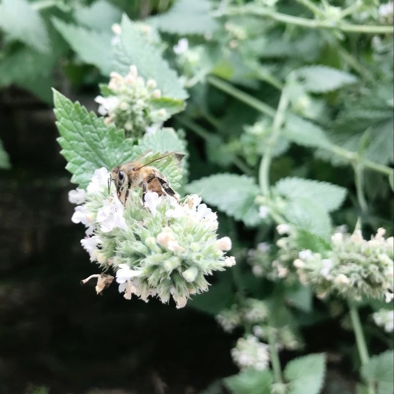 Pollinator's Paradise