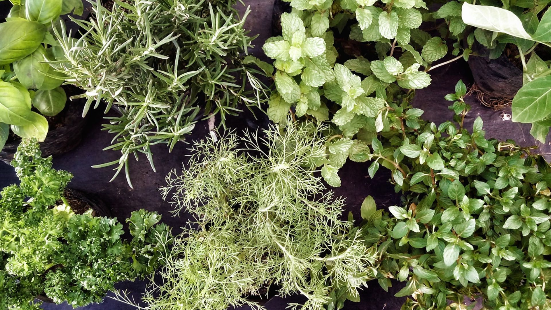 Green Herbal Plants