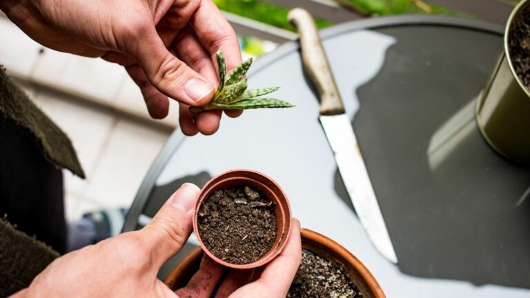 Propagating and potting succulent