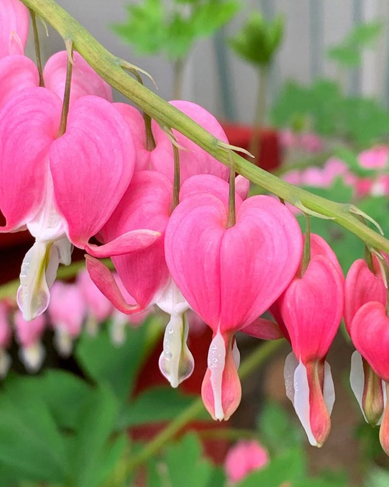 Bleeding Heart