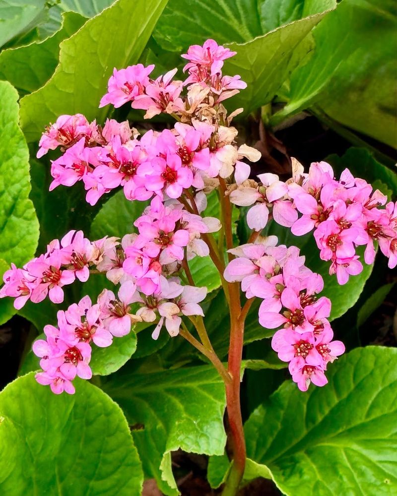 Bergenia