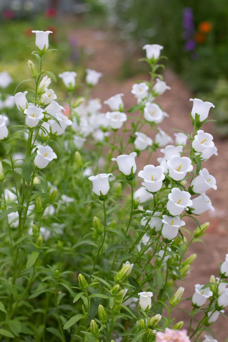 Campanula