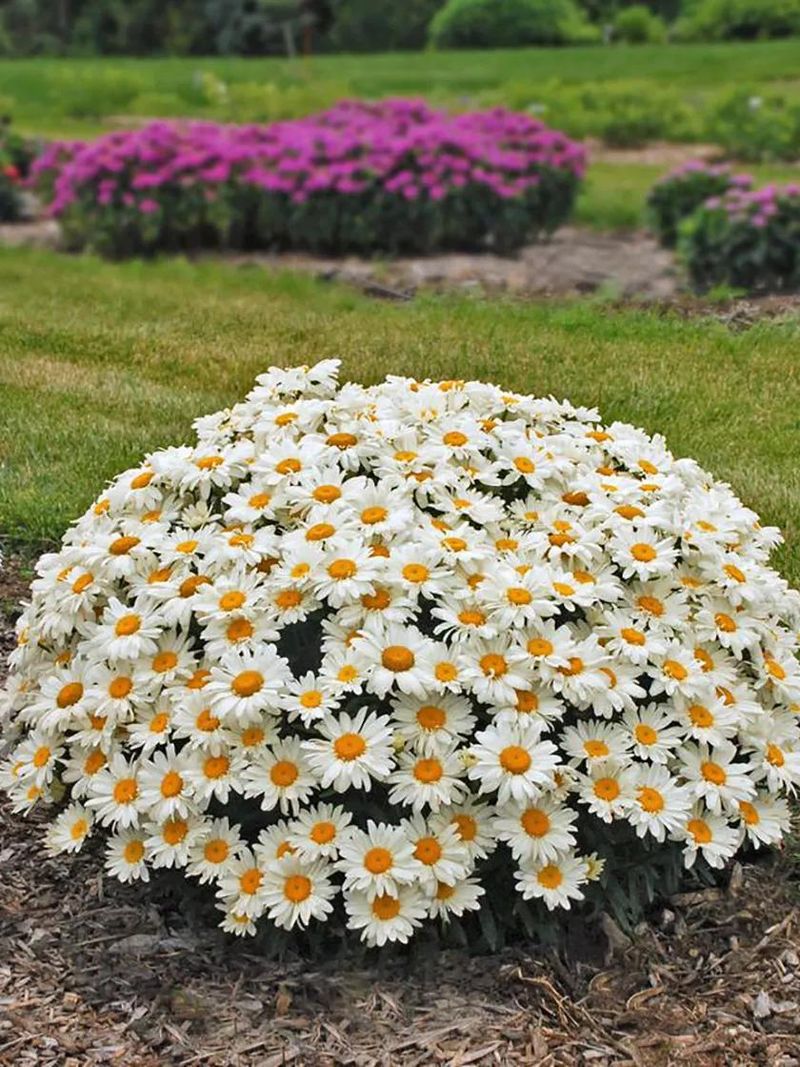 Shasta Daisy