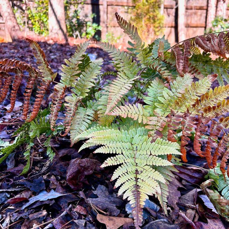 Ferns