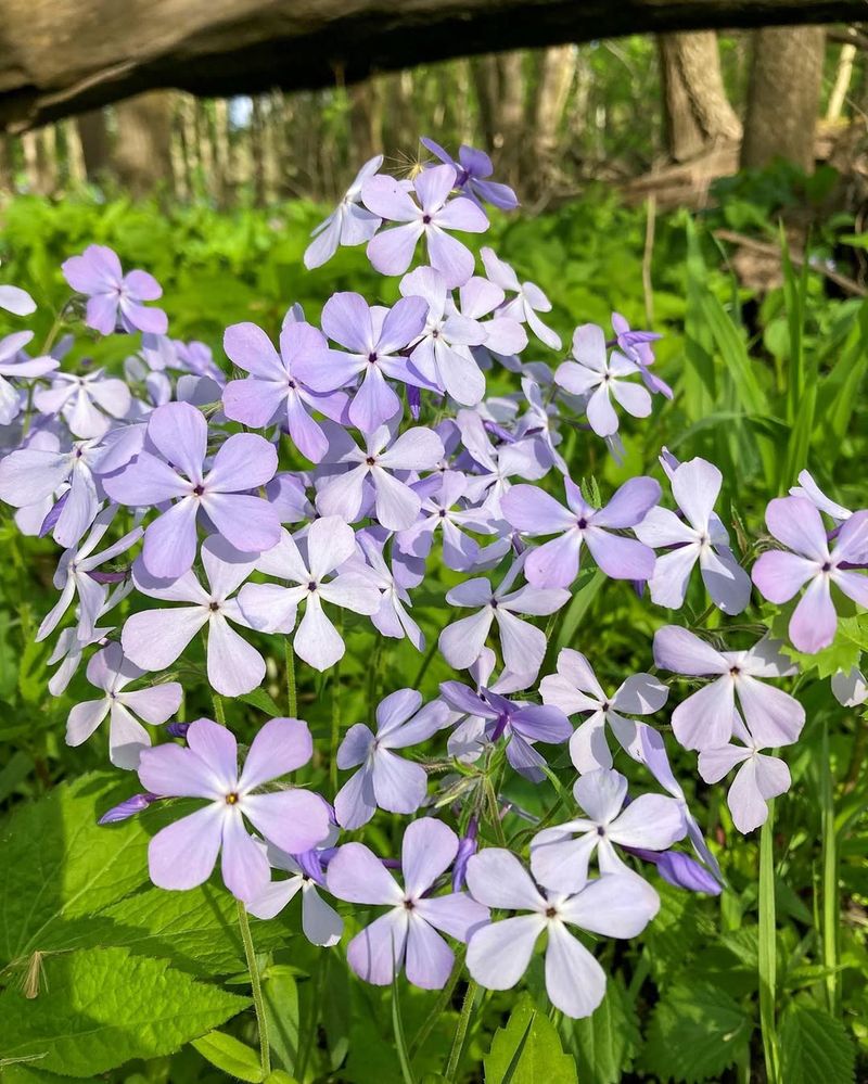 Woodland Phlox