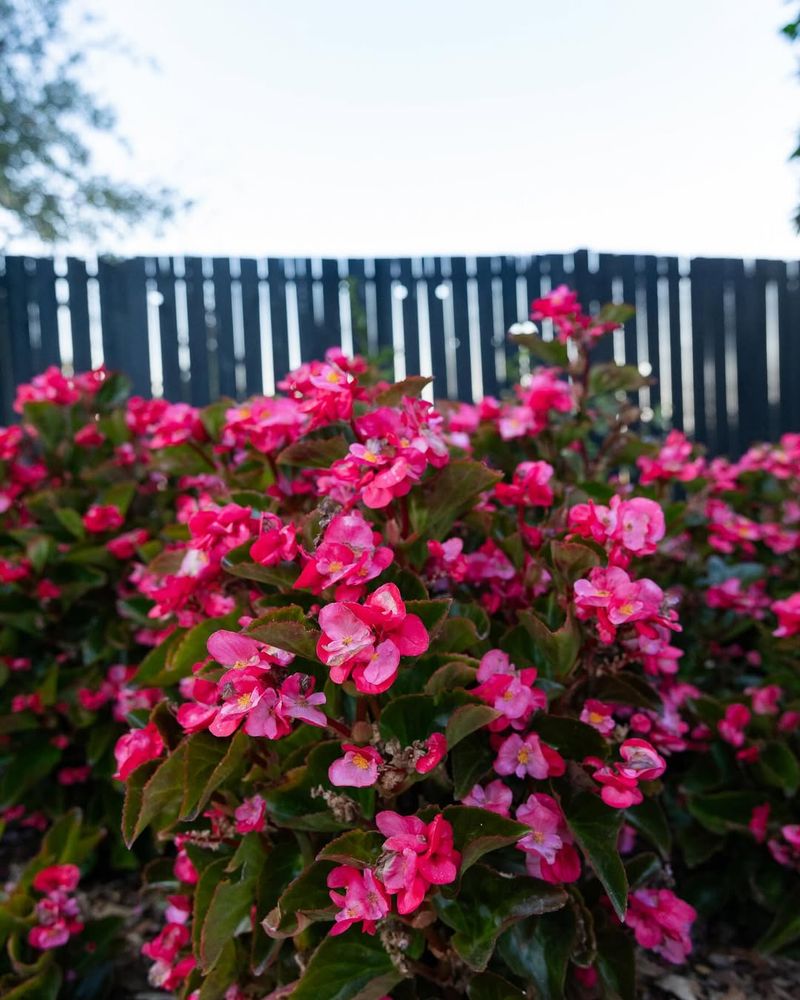 Begonia