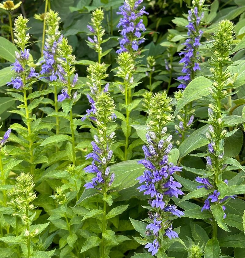 Lobelia