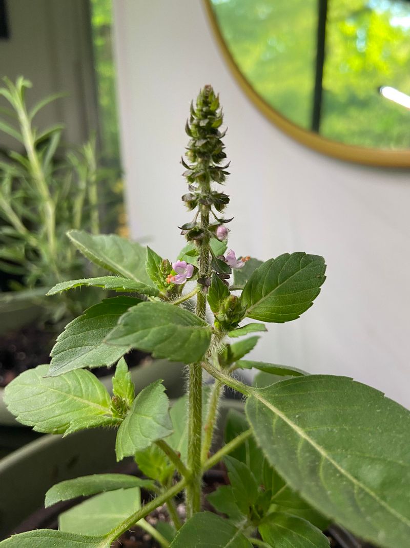 Indian Basil (Tulsi)