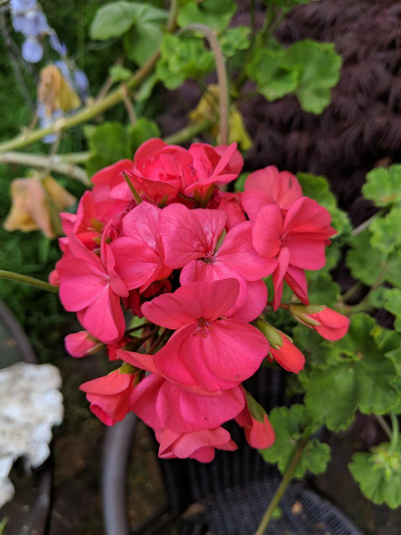 Geranium