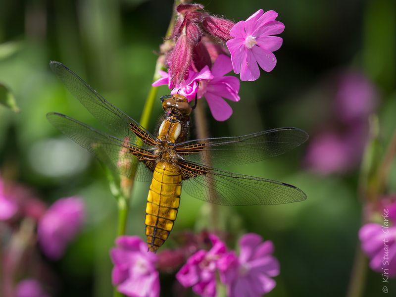 Purple Loosestrife