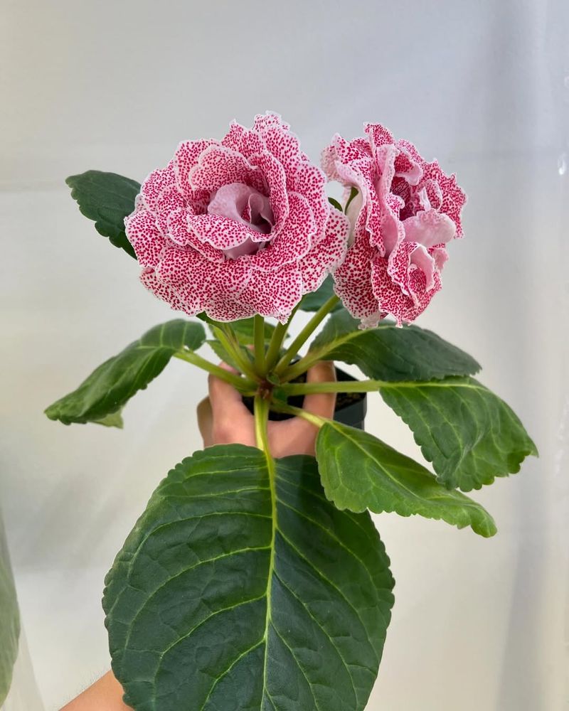 Gloxinia