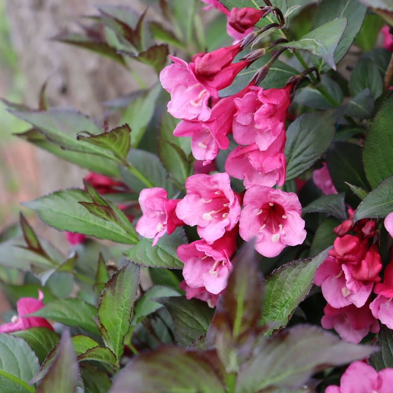 Weigela (Weigela Florida)