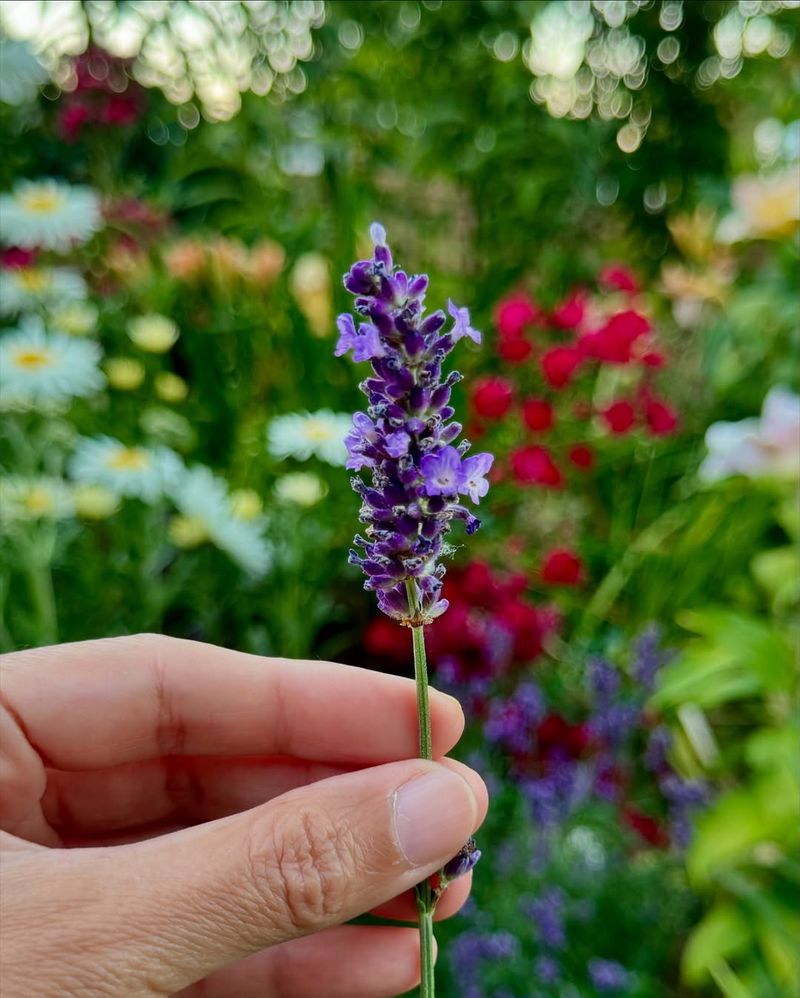 Munstead Lavender