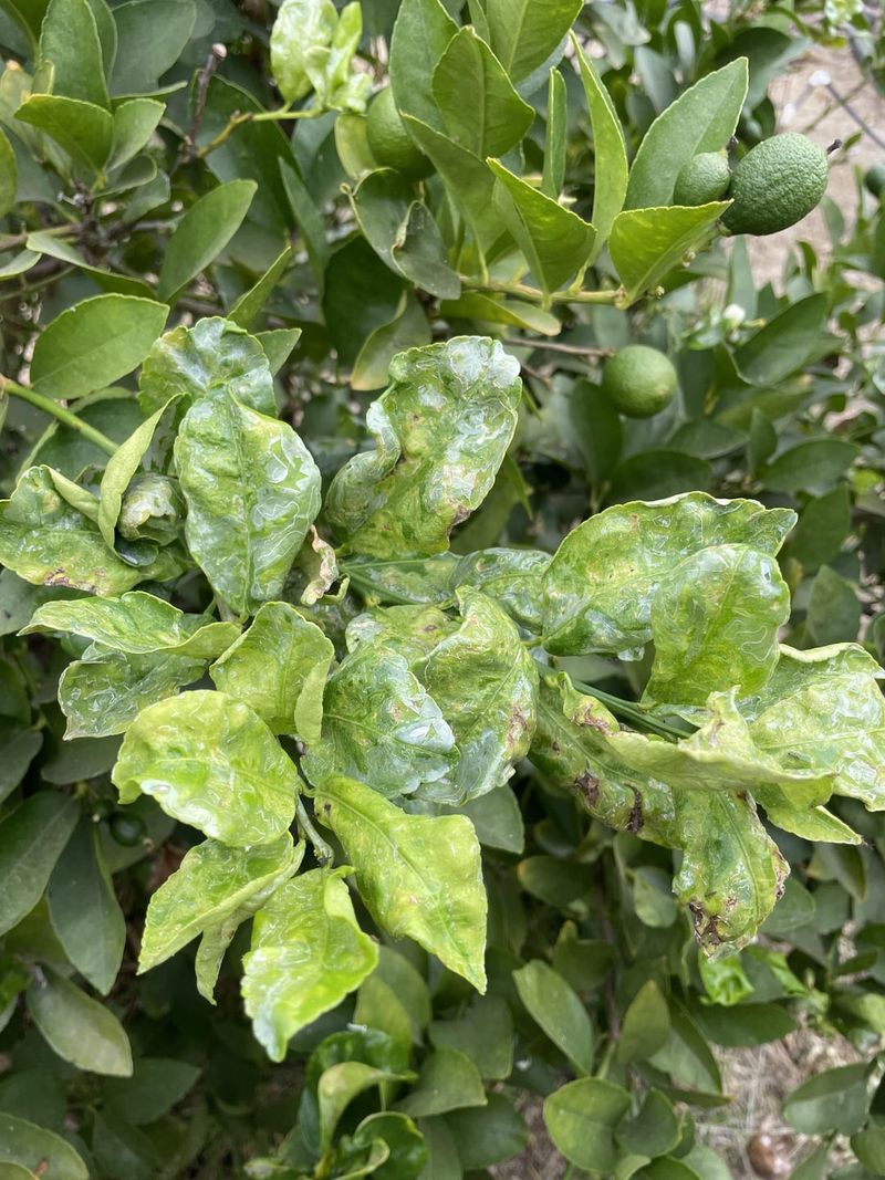 Plant Diseases