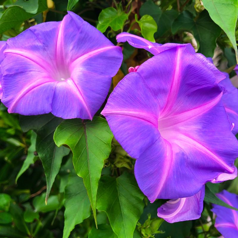 Morning Glory (Invasive Varieties)