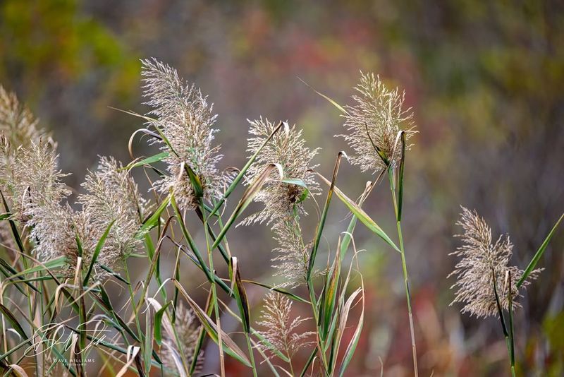 Common Reed (Phragmites australis)