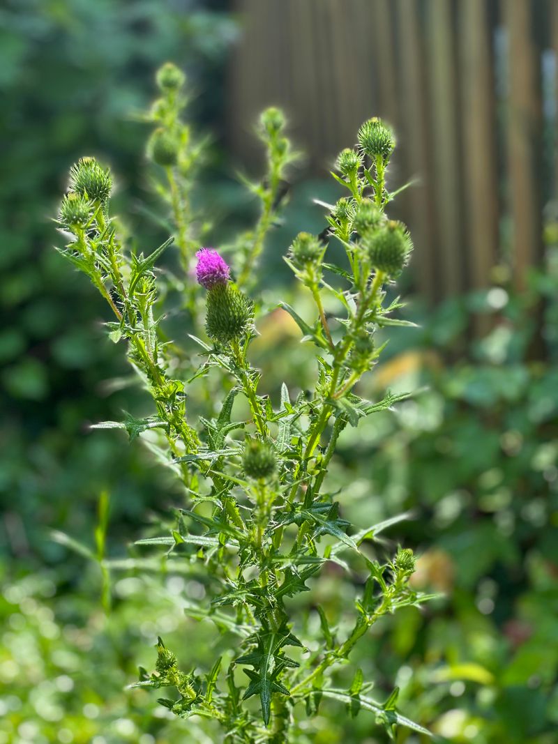 Bull Thistle