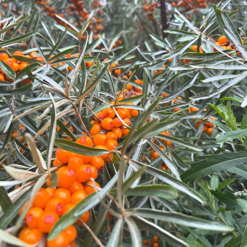 Sea Buckthorn (Hippophae rhamnoides)