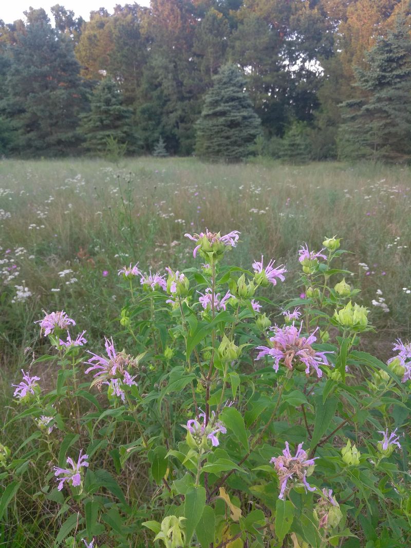 Ground Cover