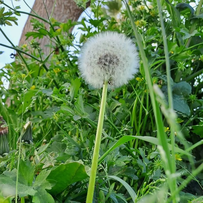 Seed Dispersal Fun