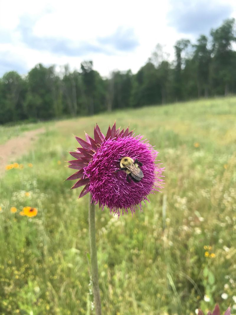 Musk Thistle