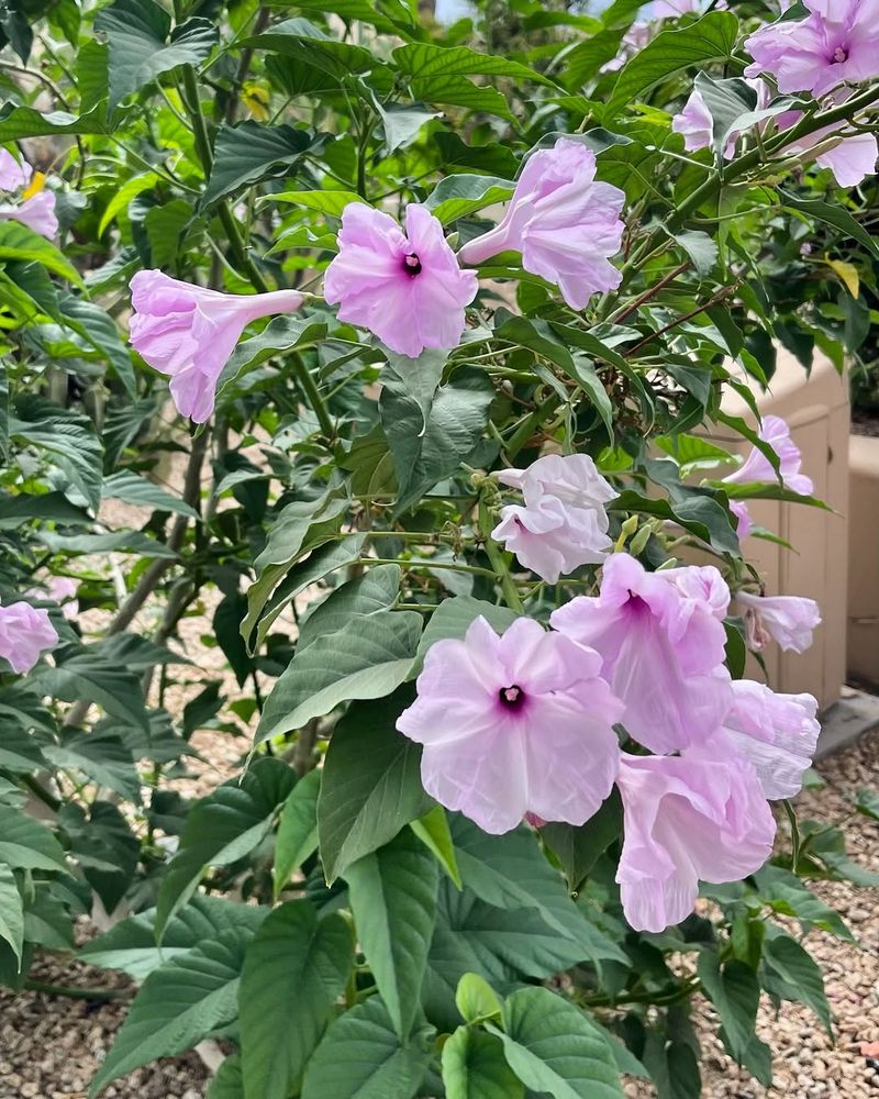 Ipomoea carnea (Pink Morning Glory Tree)