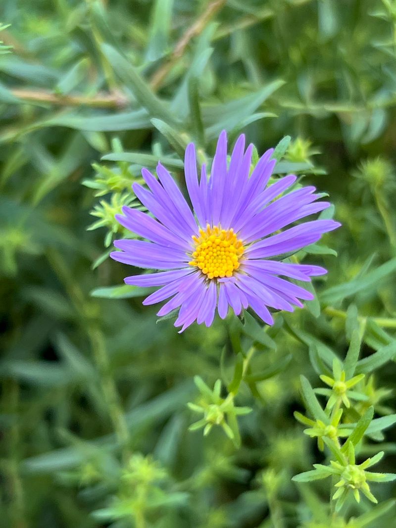 Aster