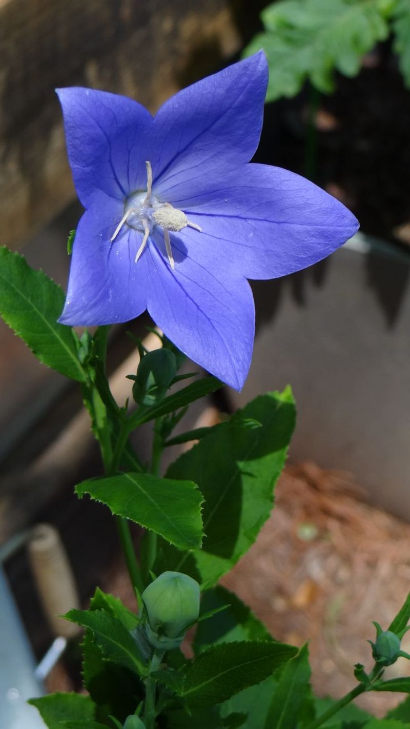 Balloon Flower