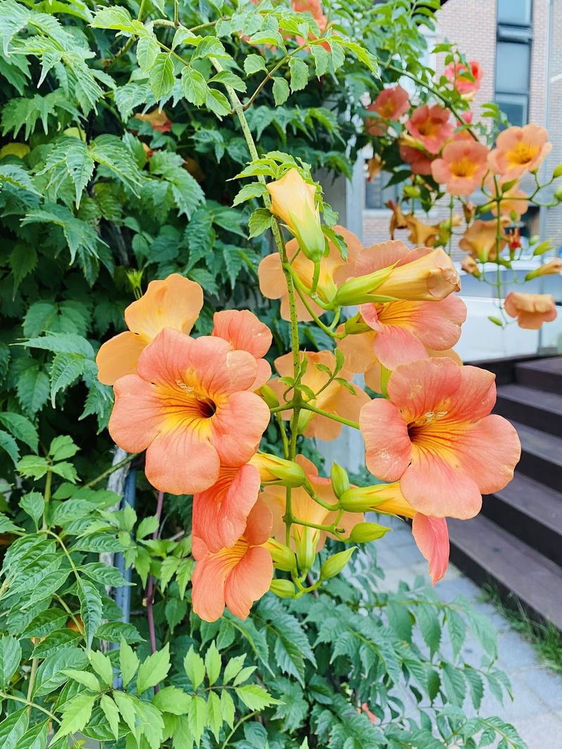 Trumpet Vine (Campsis radicans)