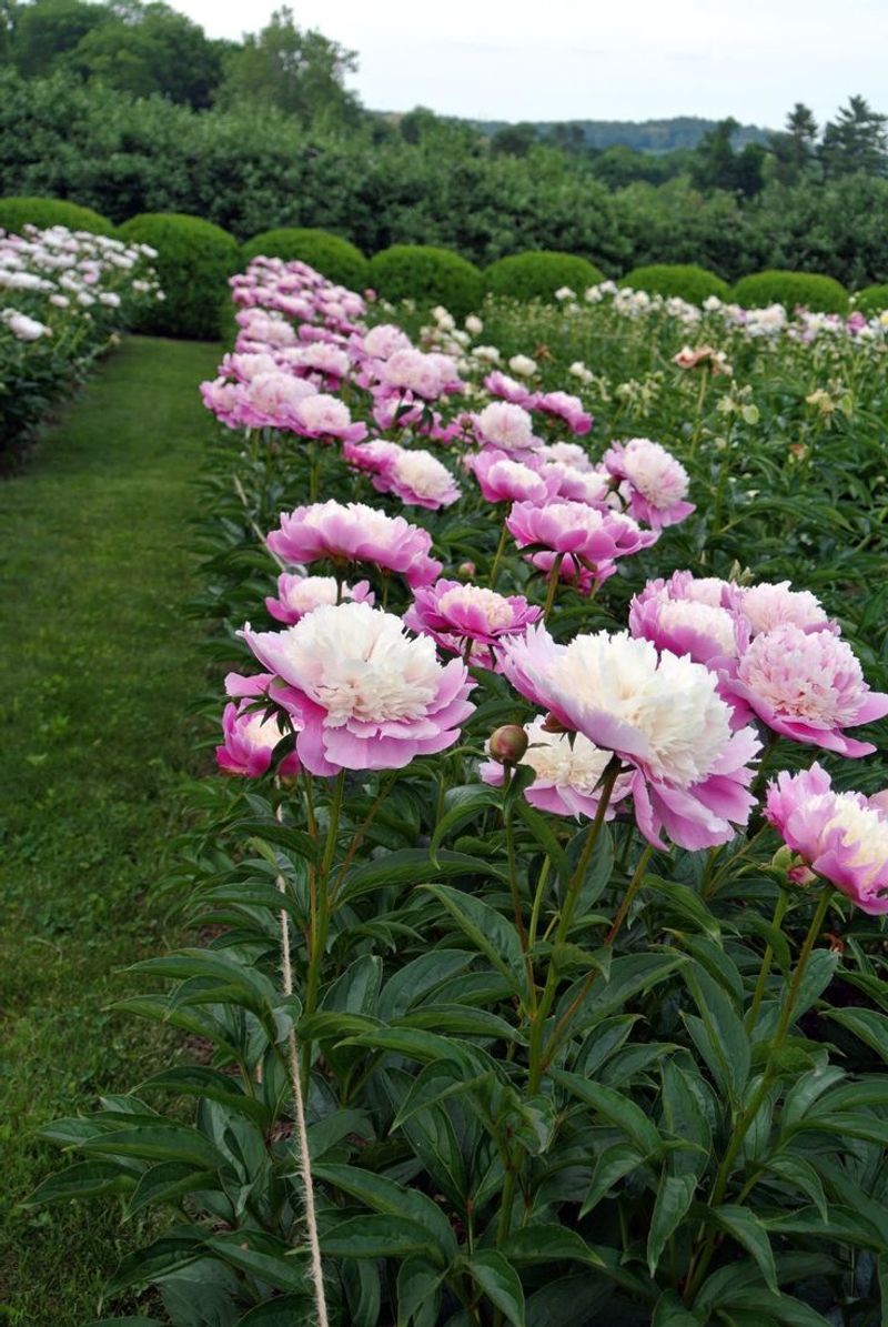 Peony