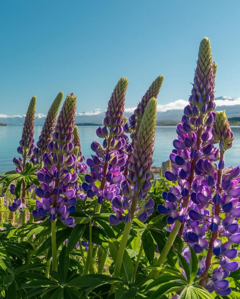 Lupines