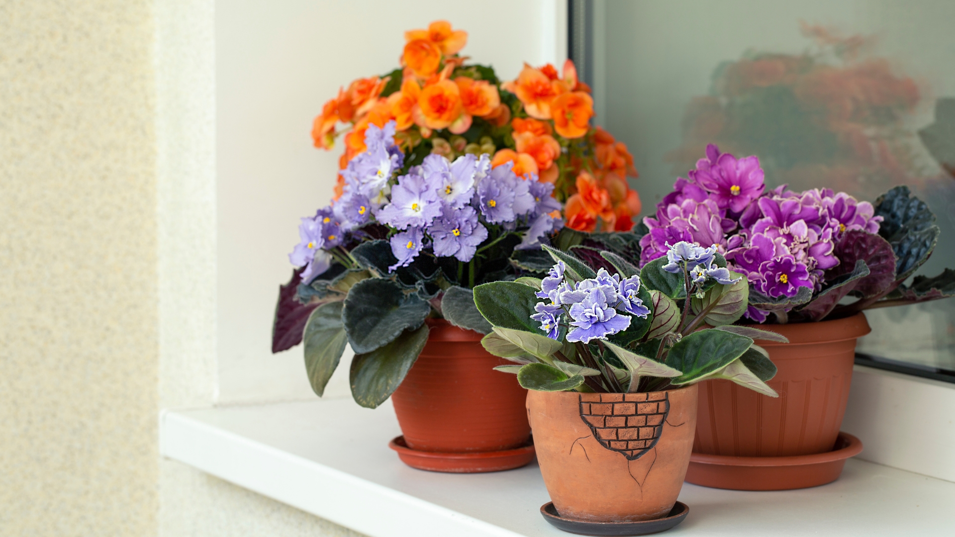 African Violets