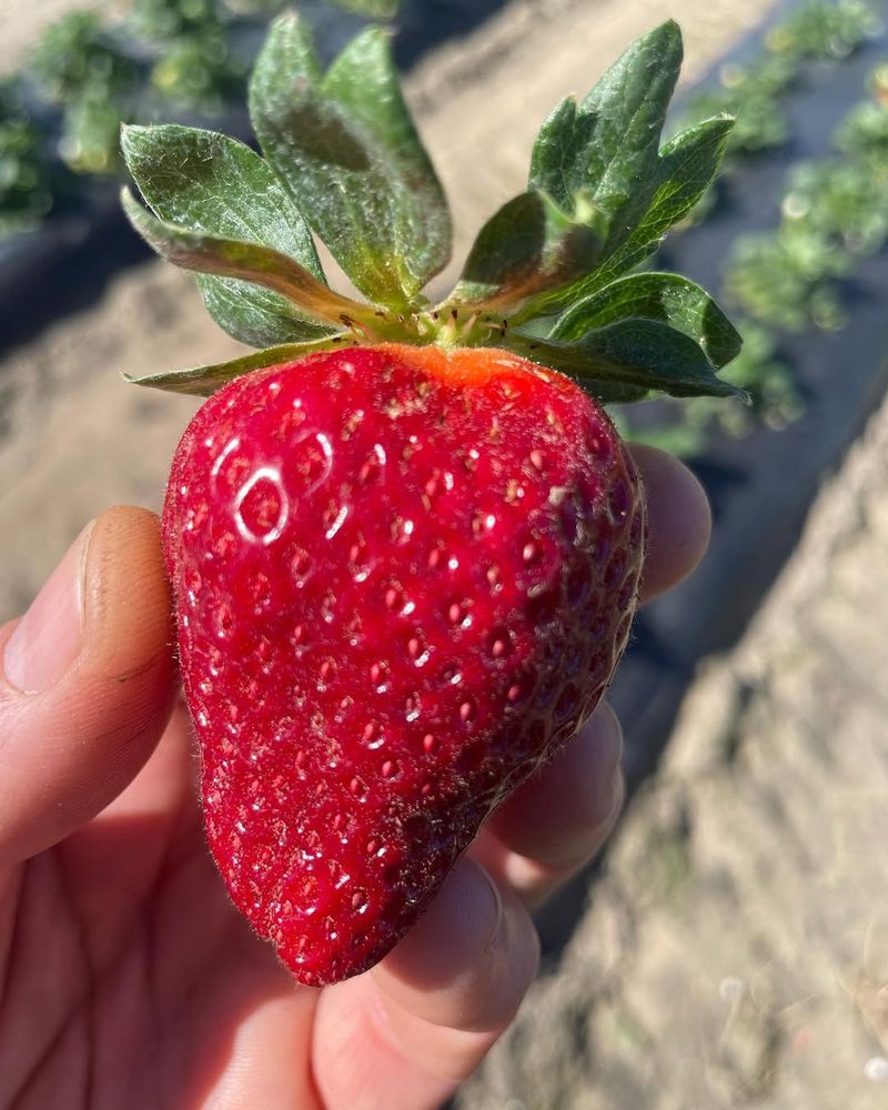 Camarosa Strawberry