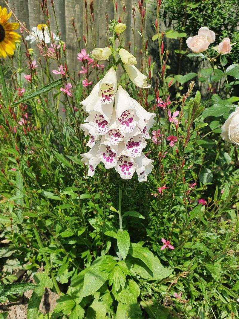 Foxglove