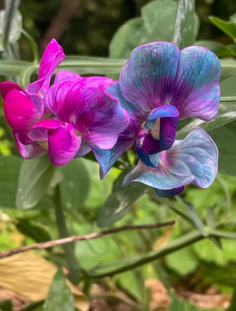 Sweet Pea (Lathyrus odoratus)