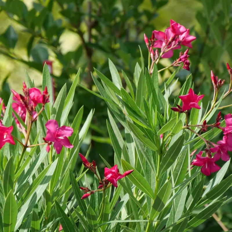 Oleander