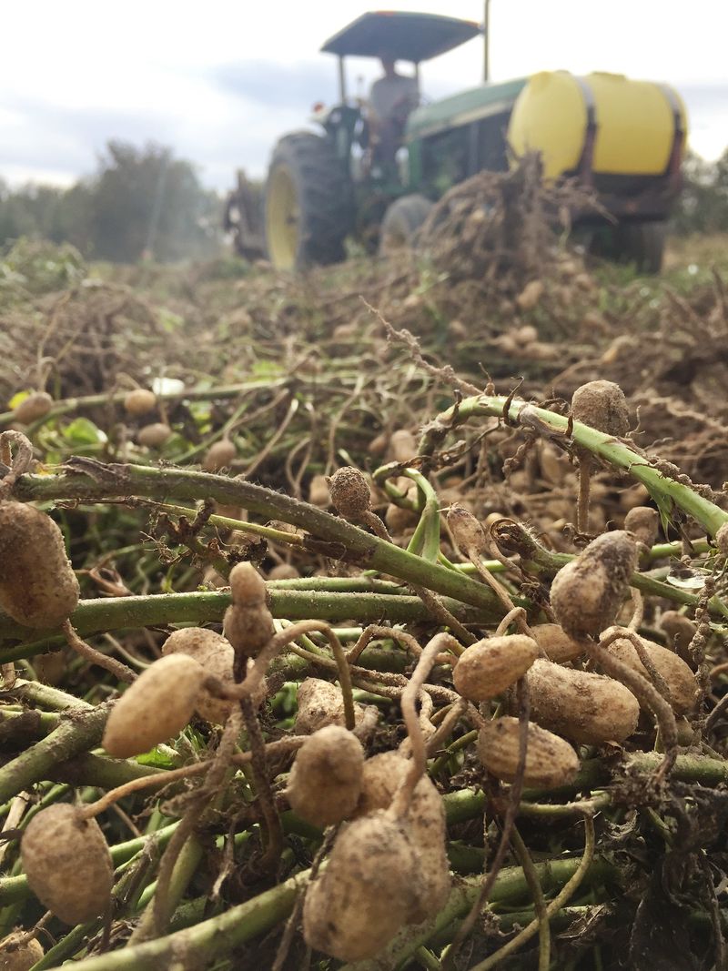 Carolina African Runner Peanut