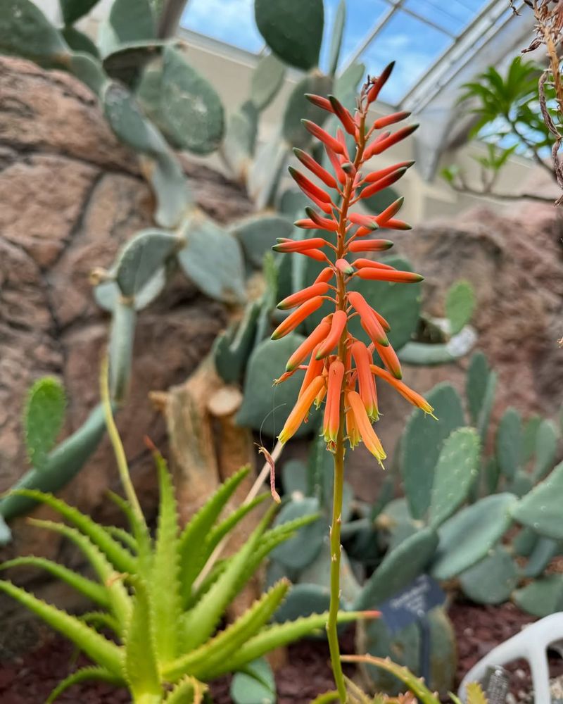 Aloe Vera (wild variety)